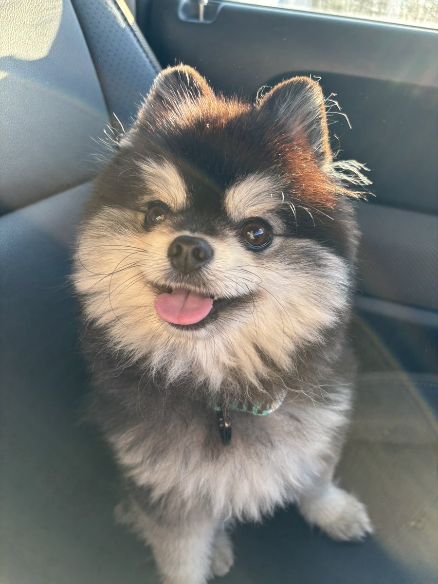 ポメラニアン　サブロー 低浮上 tweet media