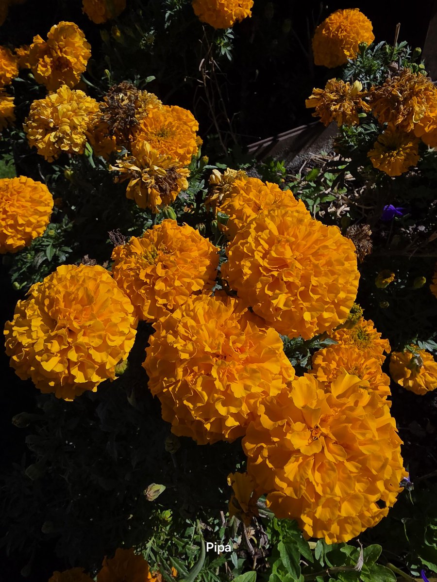 With these beautiful flowers I wish you a good day and that the murderous wars end 😘🧡💔