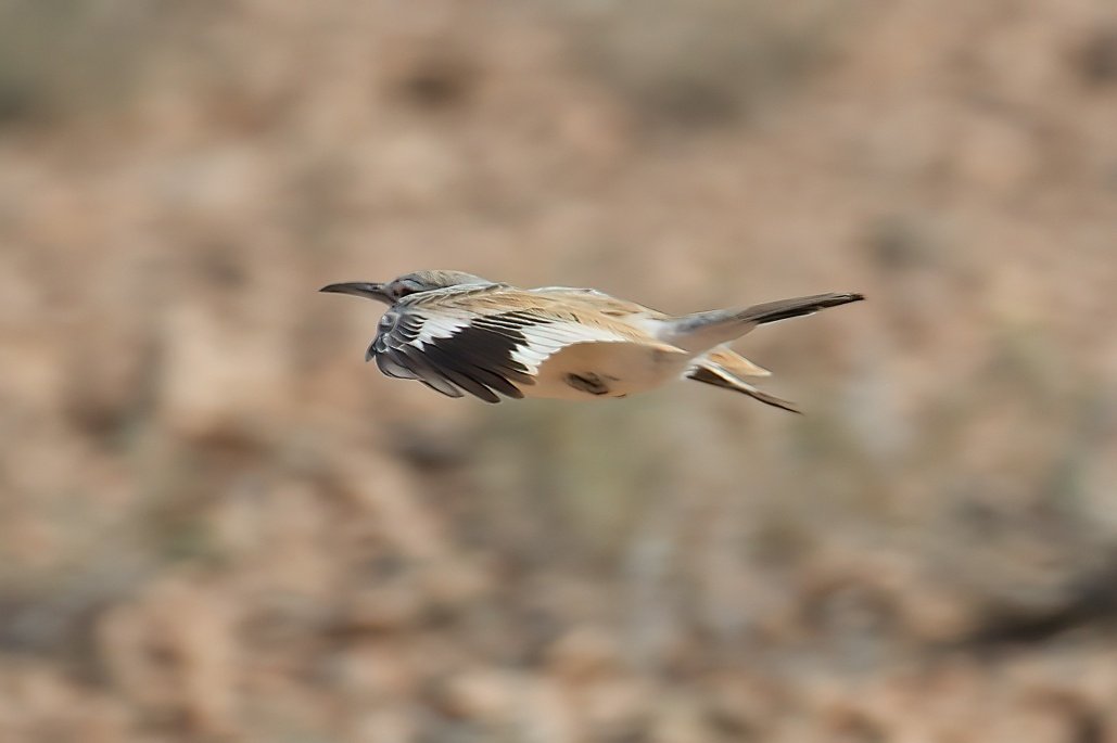 Dennis Morrison tweet media