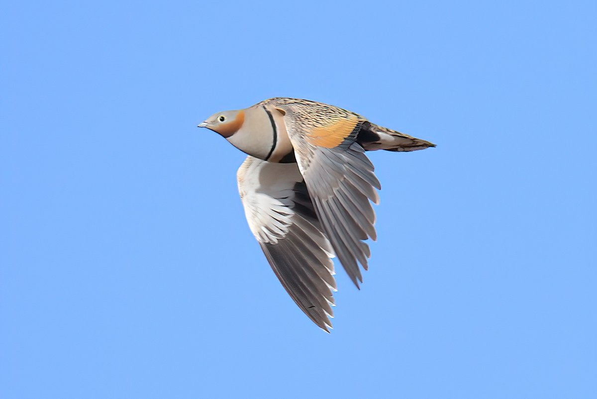 Dennis Morrison tweet media