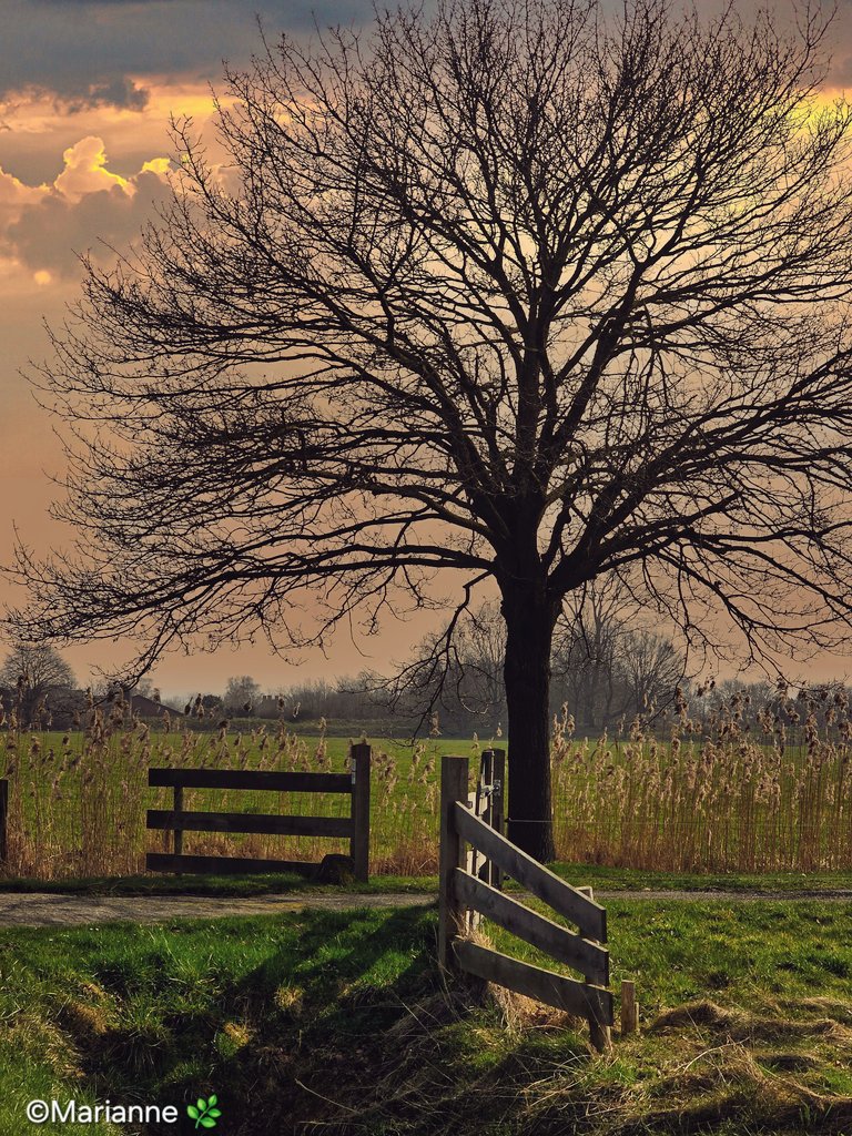 Marianne Rouwendal🌿 tweet media