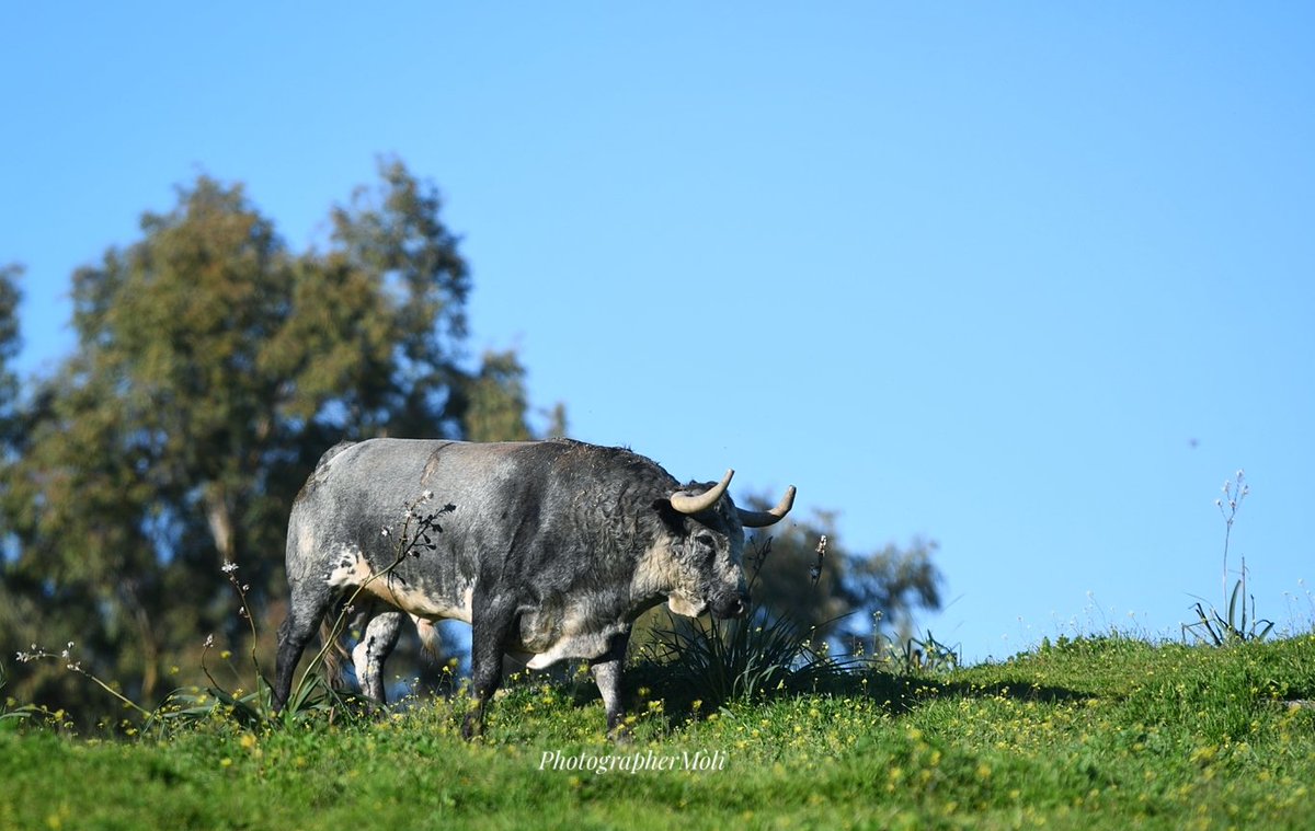 El Mòli tweet media