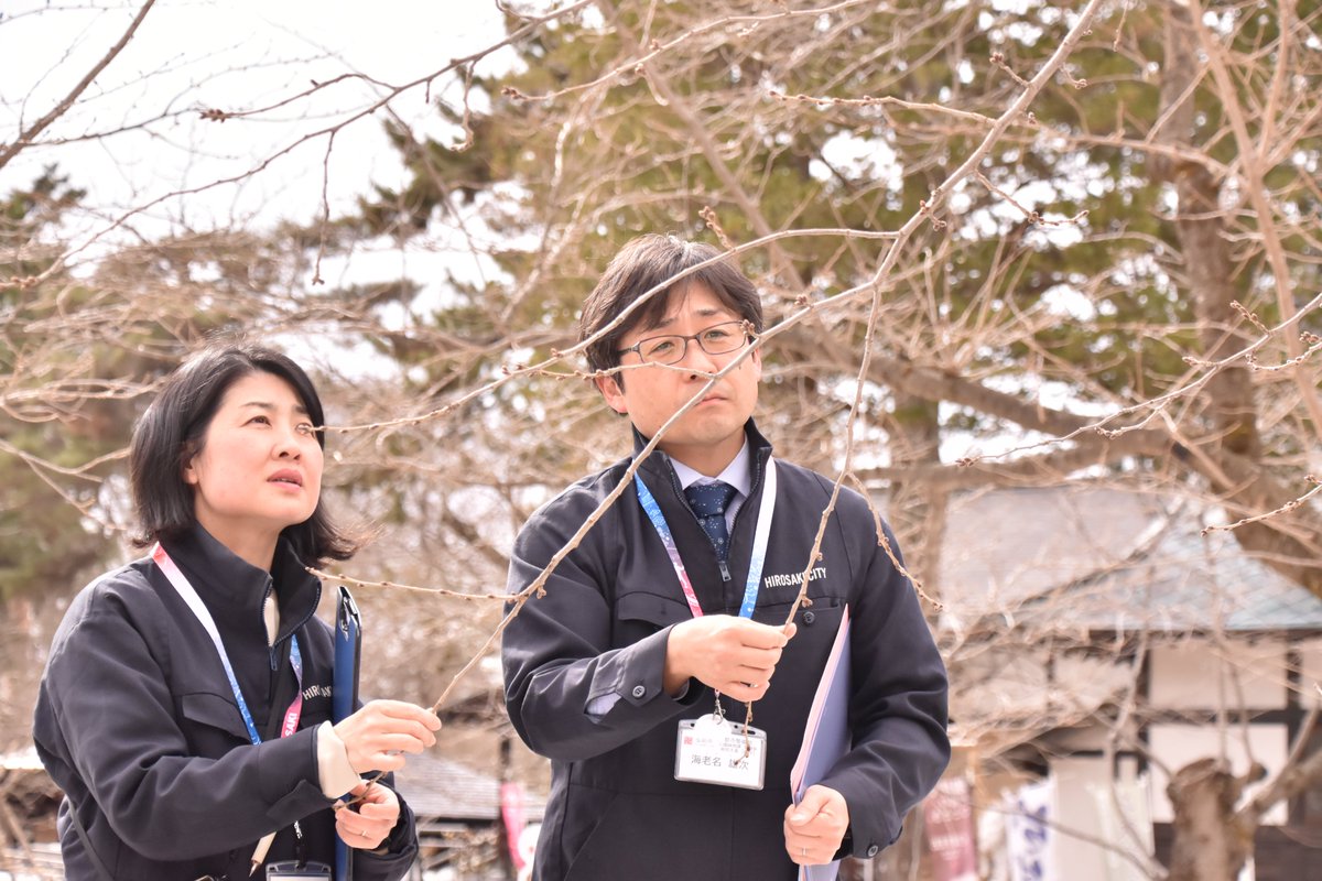 hirosaki_promo's tweet photo. 🌸#弘前公園 さくら開花予想発表🌸
令和8年第1回目の弘前公園さくら開花予想が本日3月13日 #桜守 から発表されました。
#ソメイヨシノ の開花は平年より7日早い4月15日、満開日は4月20日の予想です。
※今後の気温等の推移により開花予想日は変わります
●弘前公園さくら情報
https://t.co/xNVxVrzZMJ https://t.co/ainyf4C3TU