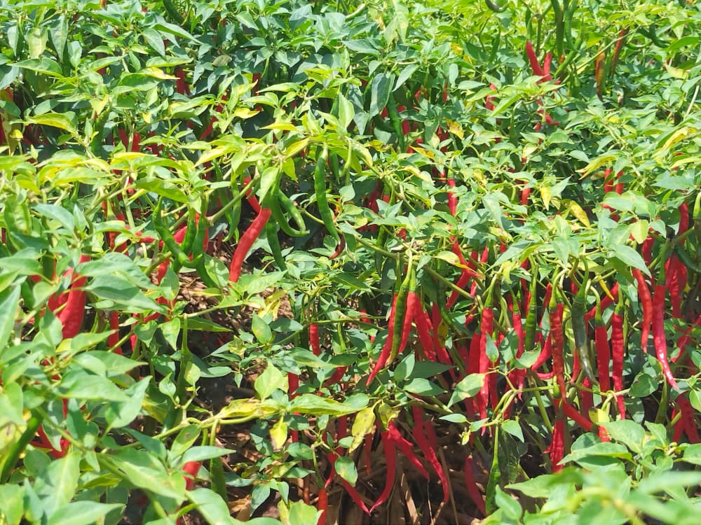 Iradukunda1650's tweet image. As farmers we must not sleeping until customer satisfied with good quality production of chill pepper 🌶️🌶️ 
#WeForChange
#FarmerHardWork
#CustomerSatisfaction