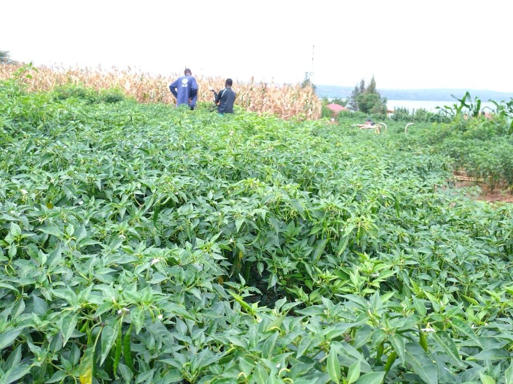 Iradukunda1650's tweet image. As farmers we must not sleeping until customer satisfied with good quality production of chill pepper 🌶️🌶️ 
#WeForChange
#FarmerHardWork
#CustomerSatisfaction