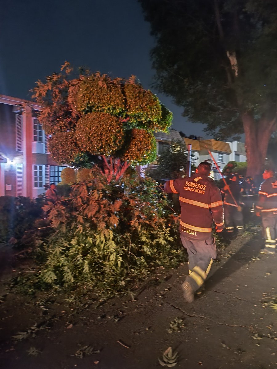 gvl69's tweet photo. @AlcaldiaCoy @ClaraBrugadaM @GobCDMX @ ⚠️ Reporte ciudadano
cayó una rama de 20mts largo que pertenece a área pública y cayó dentro de nuestro predio.
Representa riesgo para varias casas y personas.
Solicitamos apoyo urgente para retirar la rama y revisar el árbol. https://t.co/X0pv0YtG93