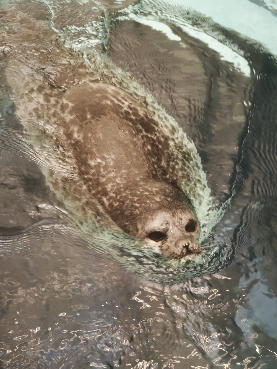 aurora on jupiter | Reze apologist tweet media