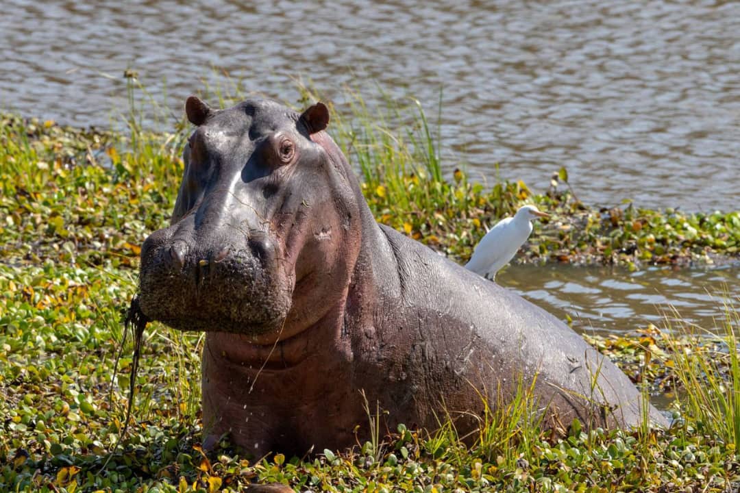 Hippos maybe slow on land, but in water, they are graceful and swift, a true force to be reckoned with.
#kingoftherivers
#queenelizabeth
#kazingachannel
#murchisonfalls
#lakemburo
#kidepovalley