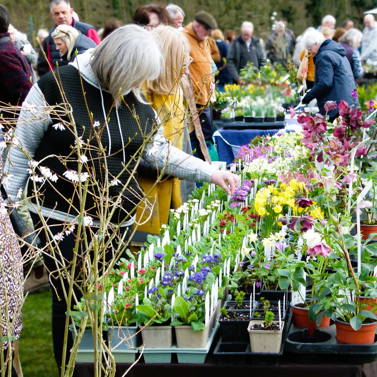 Plant Hunters Fairs tweet media
