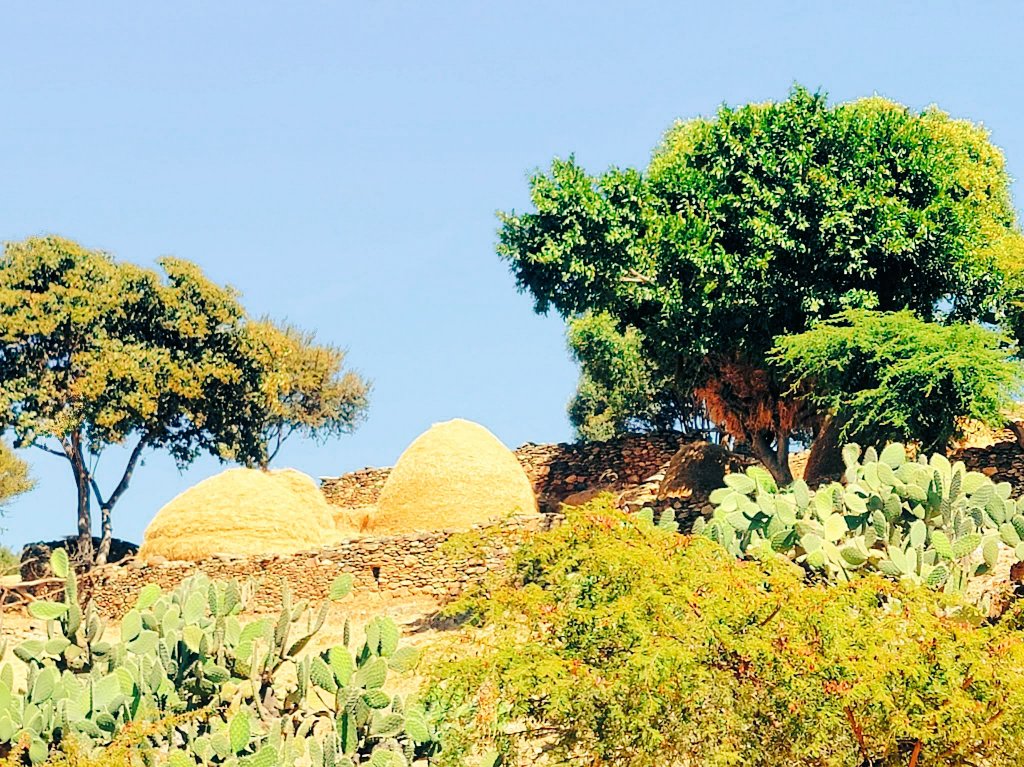 Goyteom Gebreegziabher tweet media