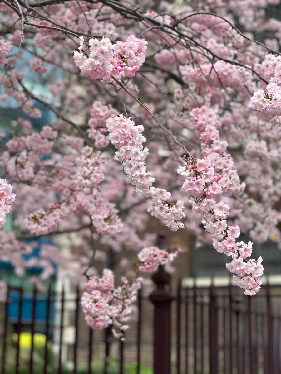 DavidGame's tweet image. 🌸 Spring has arrived in the City of London! 🌸
.
.
.
.
.
.
.
#SpringInLondon #StudyInLondon #BoardingLife #CityOfLondon #DavidGameCollege #StudentLife #LondonViews 🌸📚