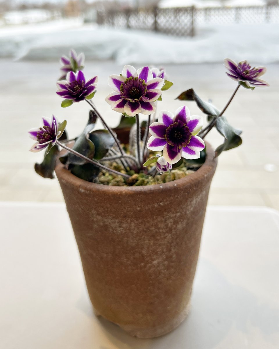 国営越後丘陵公園(公式) tweet media