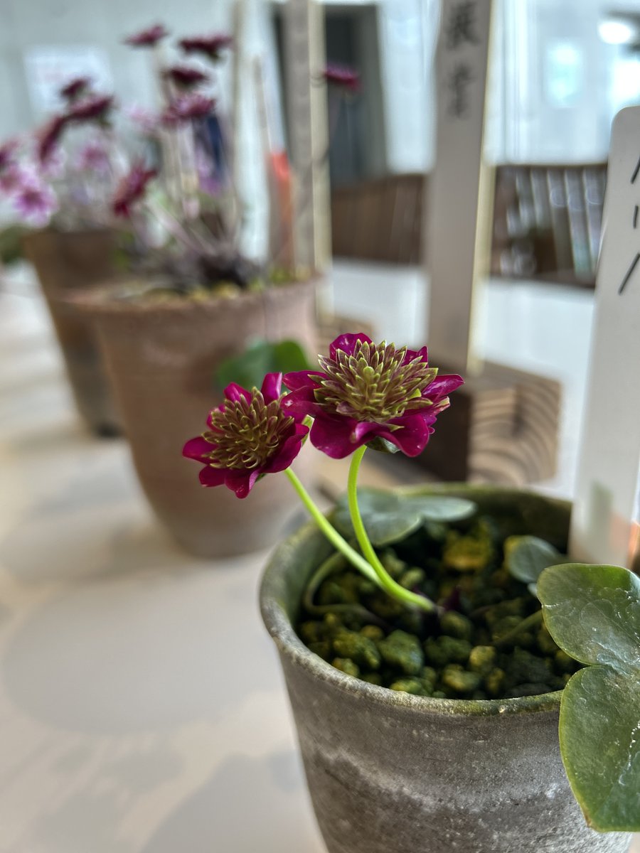 国営越後丘陵公園(公式) tweet media