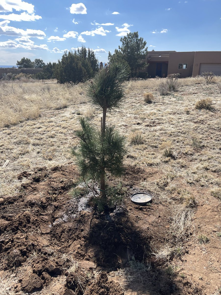 Prolero Stebach tweet media