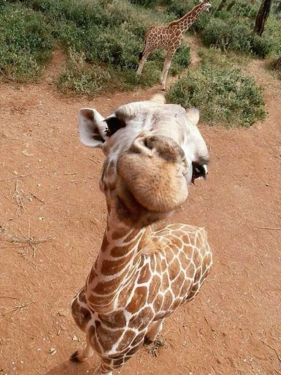 치즈나 tweet media