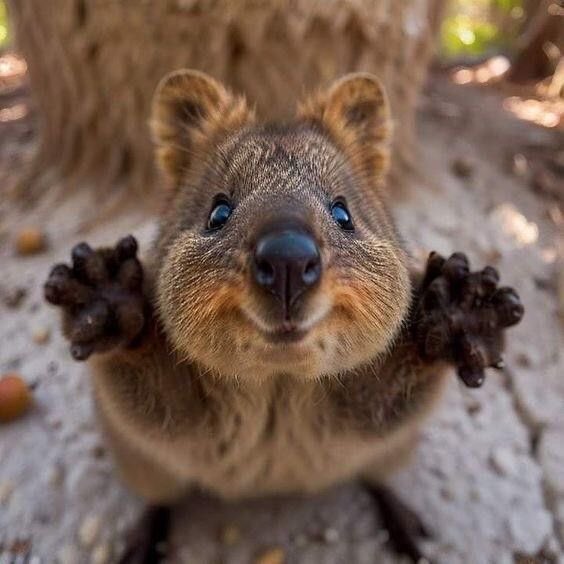 치즈나 tweet media