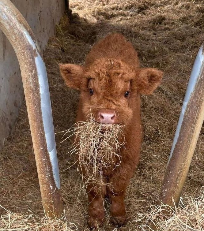 치즈나 tweet media