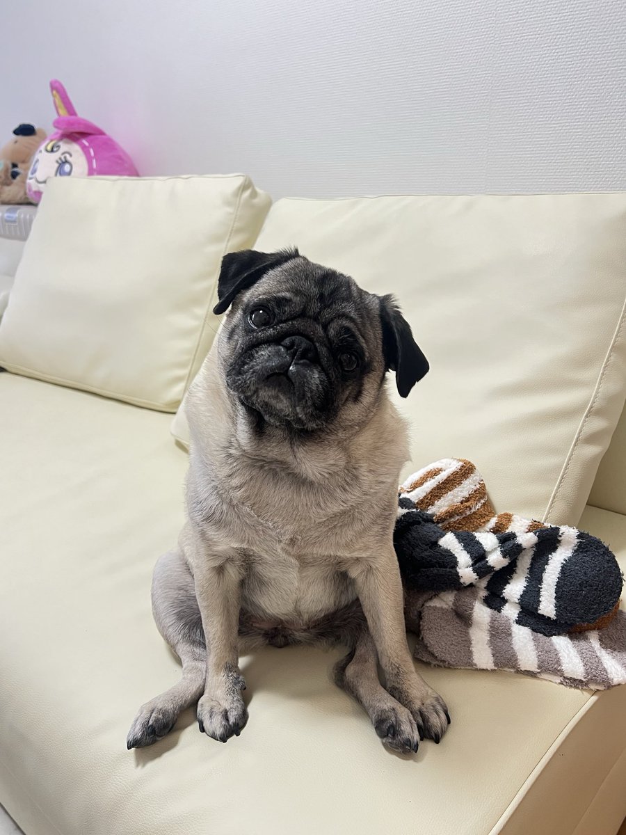 ミニブタのあぽこちぃ tweet media