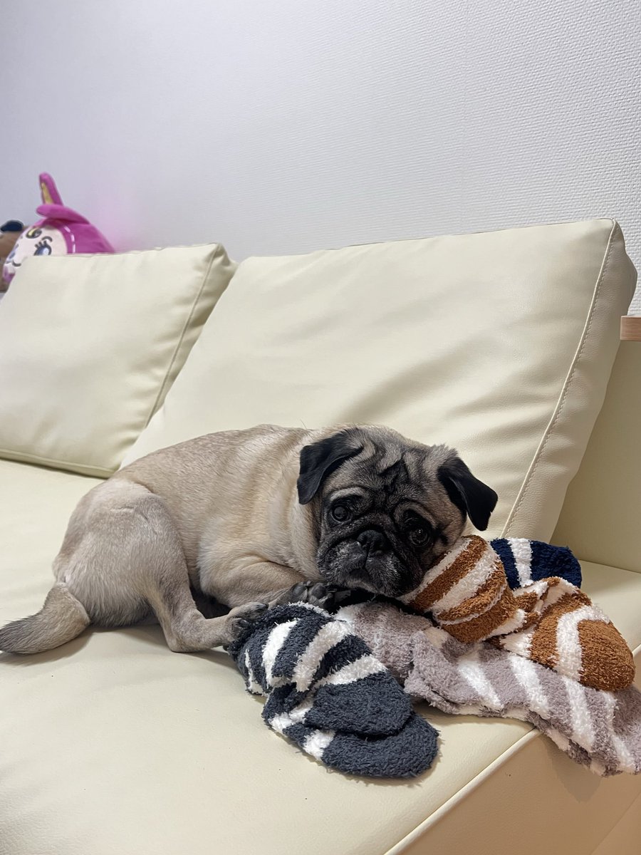 ミニブタのあぽこちぃ tweet media