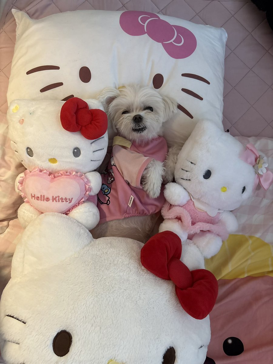 최늘최별 tweet media