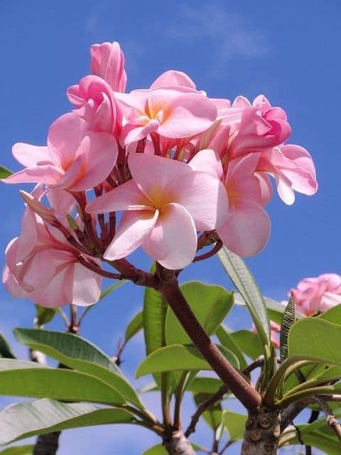 Mauritius Island tweet media