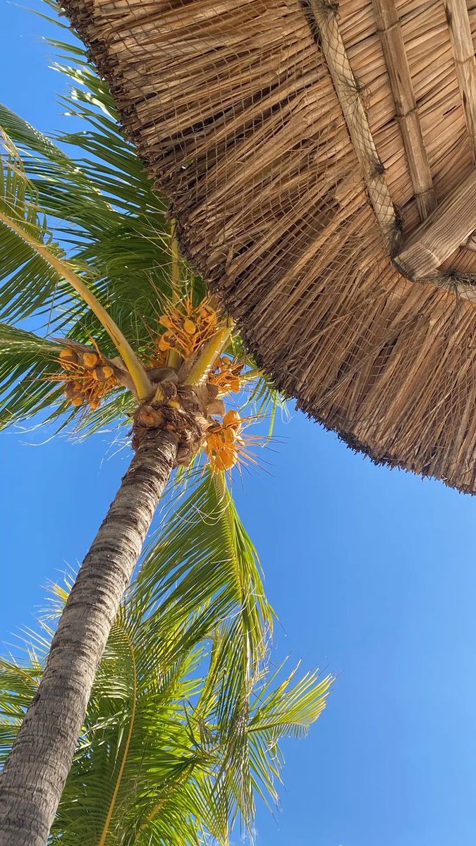 Mauritius Island tweet media