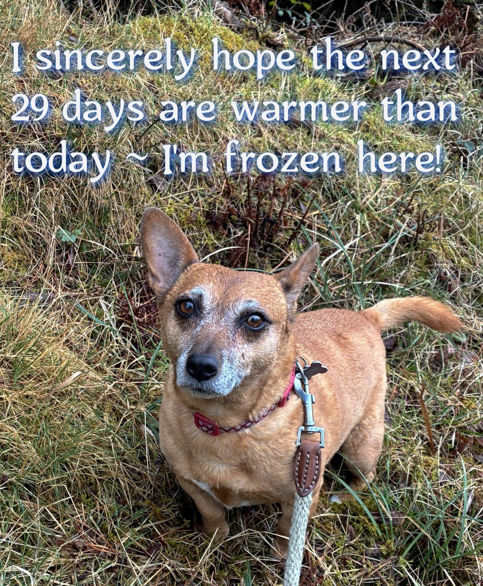 welovedonegal's tweet image. #RubyBeag #dogs #Donegal