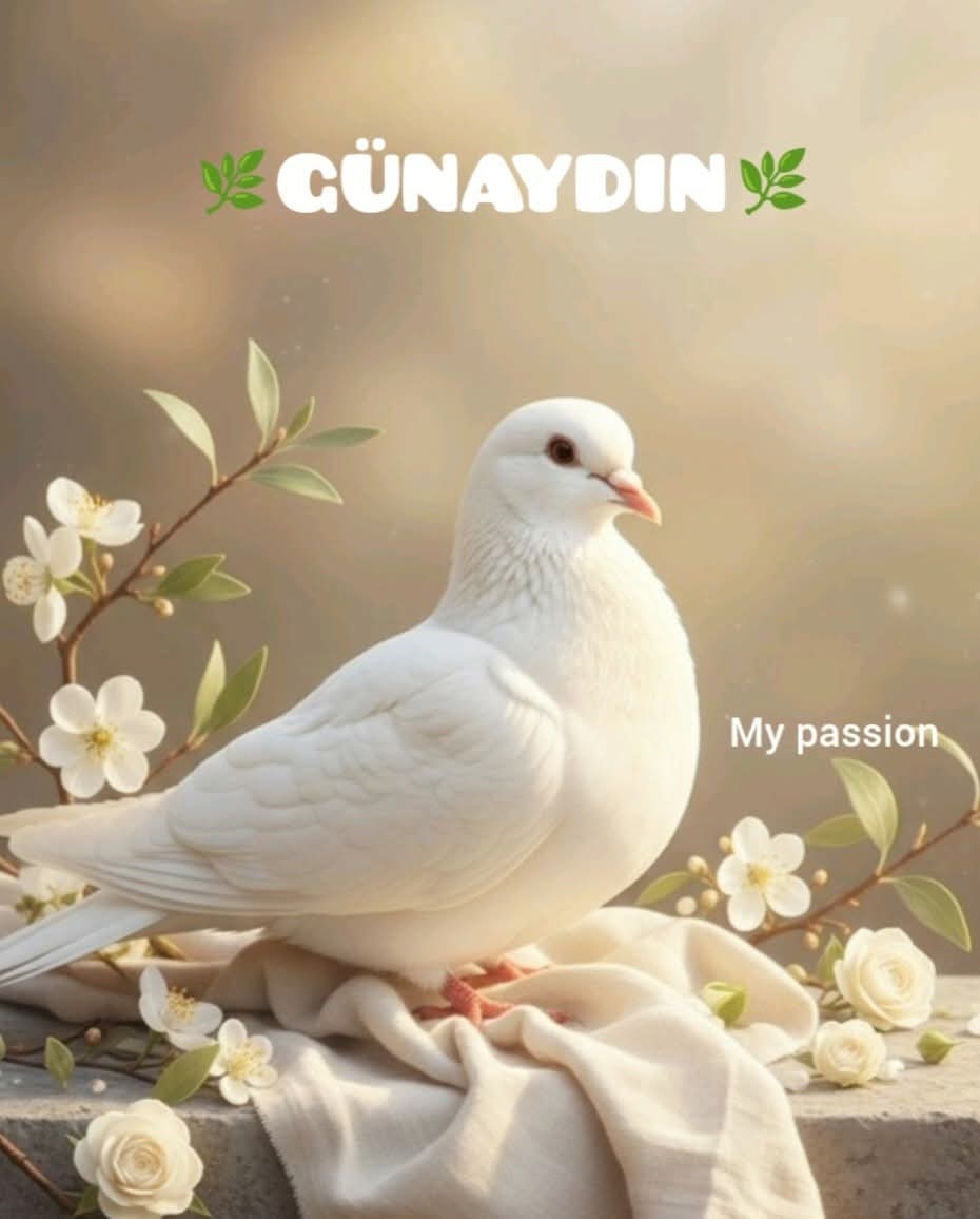 merih ülkü berghan (@merihlkberghan) on Twitter photo 