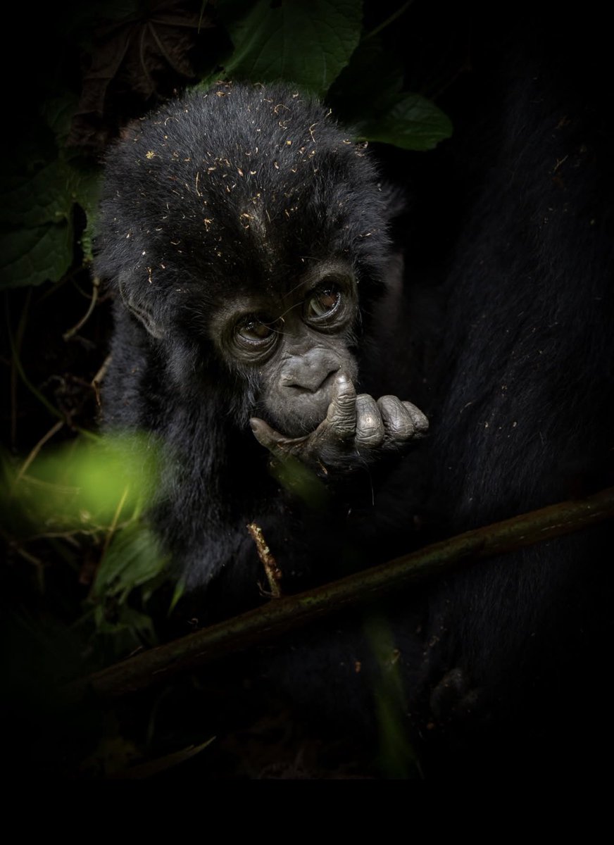 Roaming Uganda tweet media