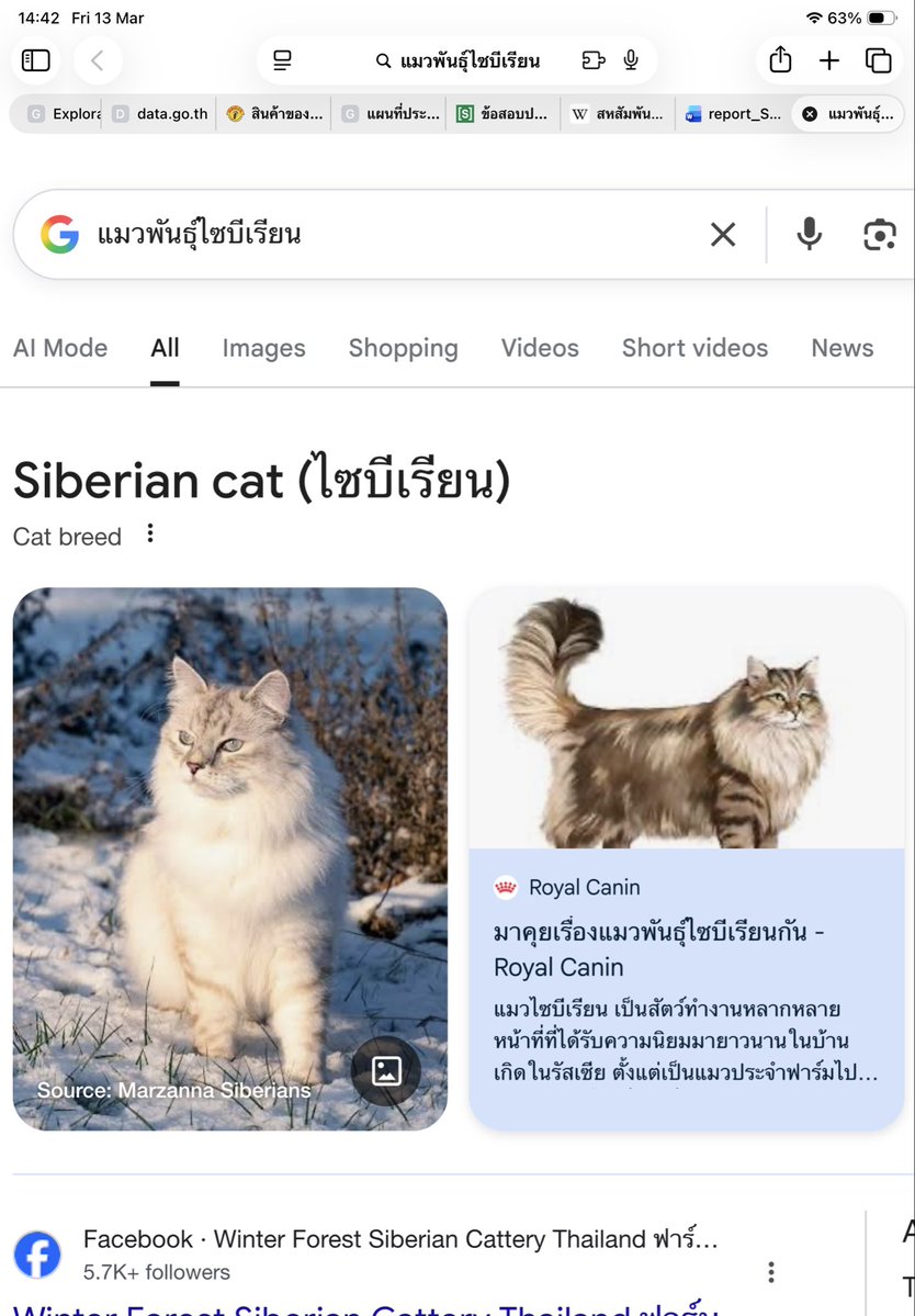 ความจริงแล้วมันมีแมวพันธุ์ไซบีเรียน5555555555555