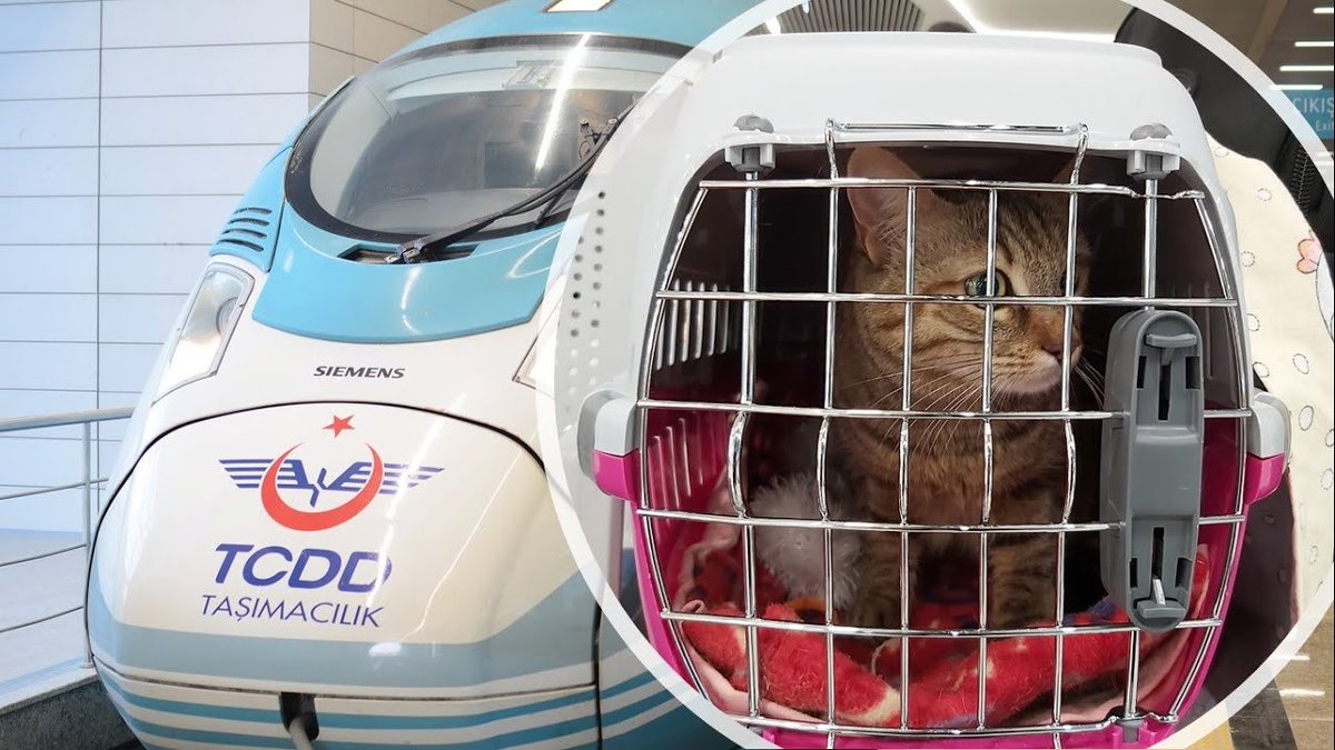 taghaberler's tweet photo. Tren, otobüs ve uçaklarda alerjisi olan yolcular nedeniyle, kedi ve köpeklerin yolcularla aynı bölümde taşınmamasını öngören bir düzenlemenin gündeme geleceği iddia edildi. https://t.co/OTADDRZxbW