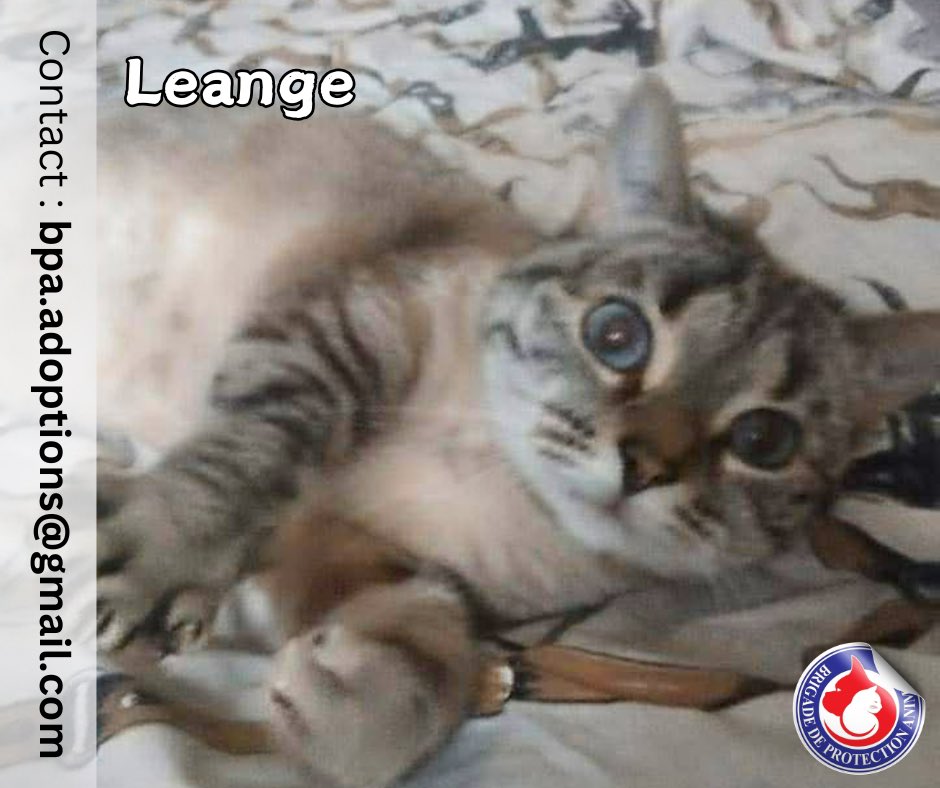 Brigade de Protection Animale – BPA tweet media