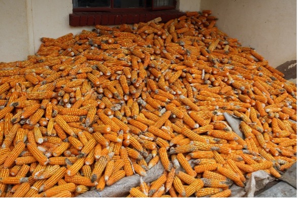 CARE Zimbabwe tweet media