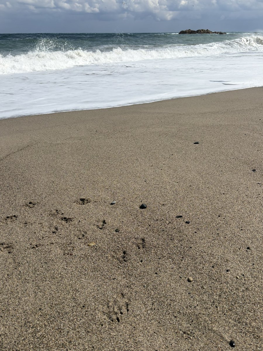 hanamm__'s tweet photo. 강아지한테 바다란게 뭔지 보여주고 구경시켜주고 싶은데 너무너무 싫어하면 어떡하죠… 오늘 바다구경 했는데 해변에 발이 닿는 순간부터 온힘을 다해 바다 반대방향으로 도망가는 강쥐 https://t.co/scIcTFxq8Q