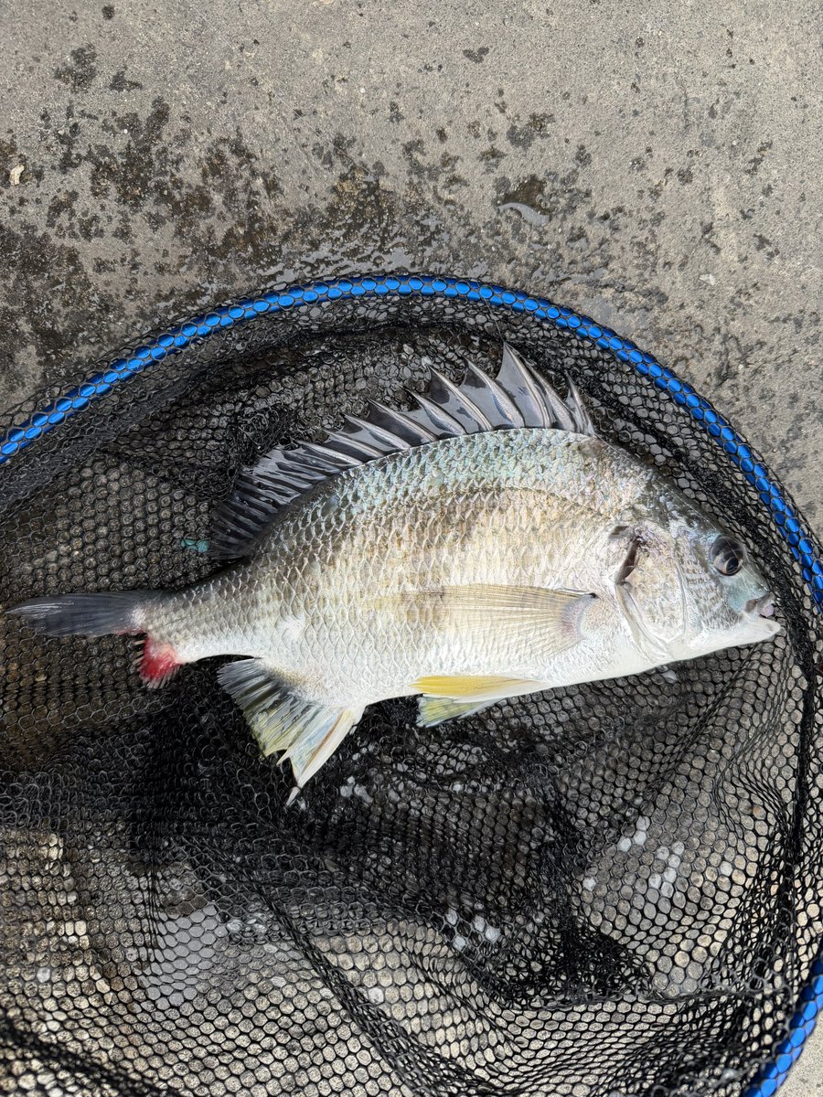 graphicas's tweet photo. 病み上がりフロートチニング成功🙌
#アジング #横浜アジング #nightfishingisgood #evergreen #FineSensor #Twiggy https://t.co/STfOBM8xxI