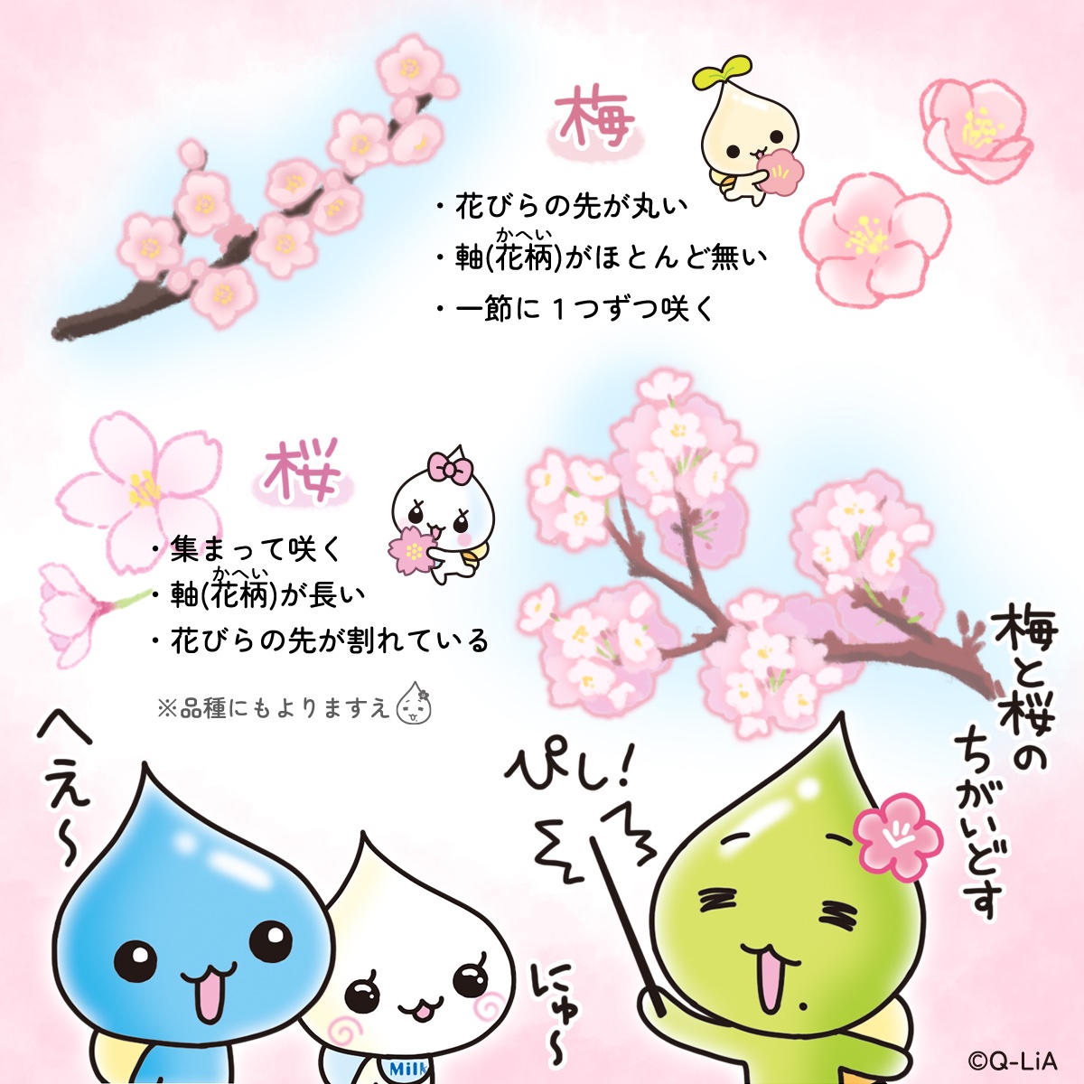 しずくちゃん【公式】 tweet media