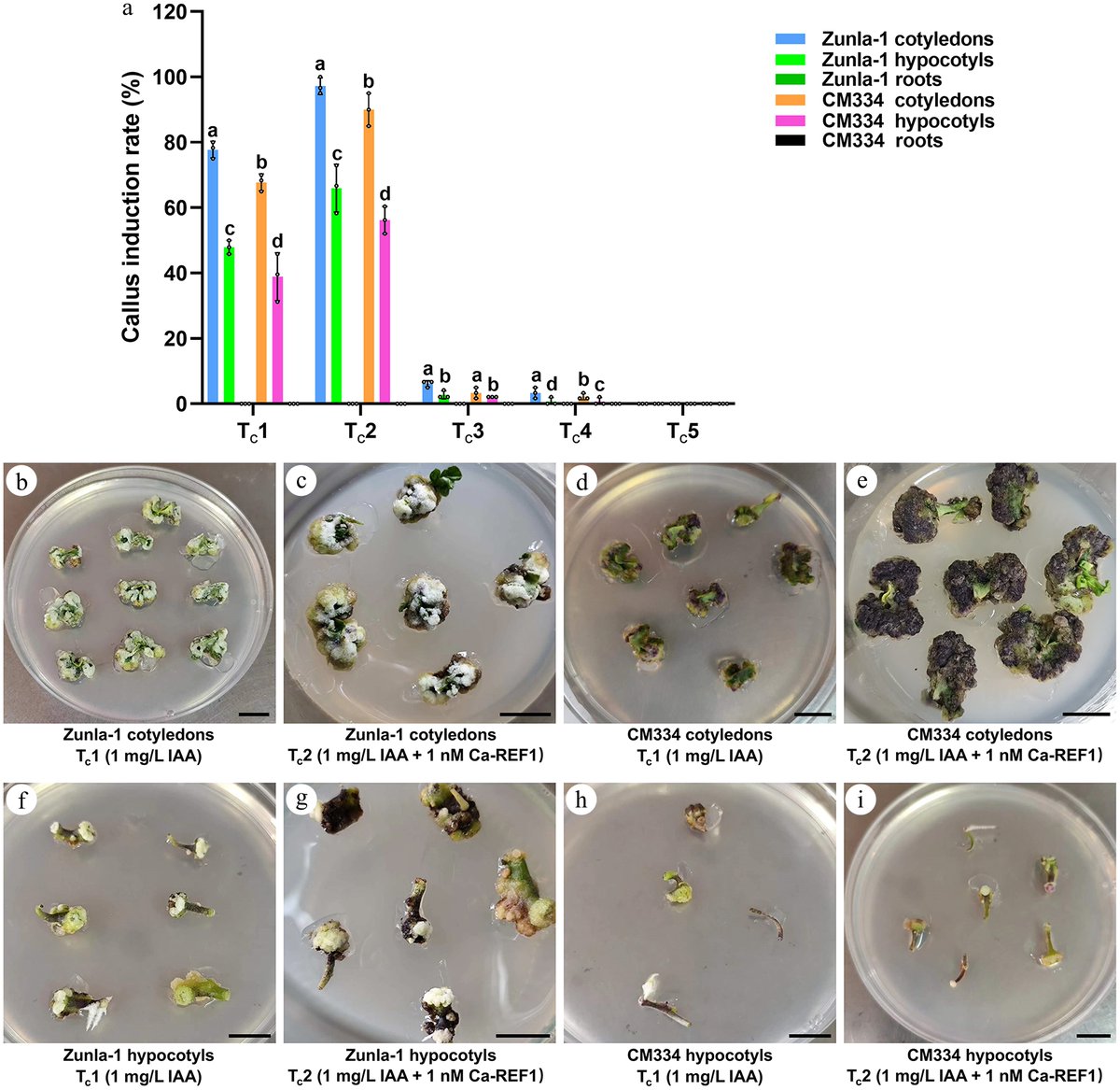 PlantSciRes's tweet image. #SeedBio

Optimized regeneration protocol enhances chili pepper transformation efficiency using genotype specific explants regulators and CaREF1 peptide

@MaximumAcademic #PlantTissueCulture #PlantRegeneration @PlantPhys

Details: maxapress.com/article/doi/10…