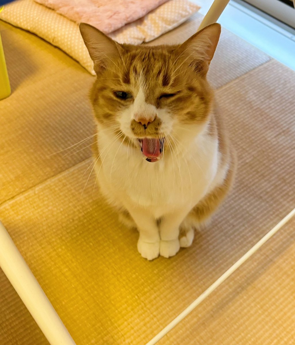先ほど大きめのハエ？みたいな虫が部屋の中に突如出現し、それを見た👧🏻が悲鳴をあげて逃げ惑っていたのですが、その時の猫氏がこちら
(テーブル下に避難&amp;大あくび)