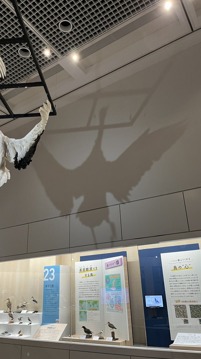 【公式】特別展「鳥」 tweet media