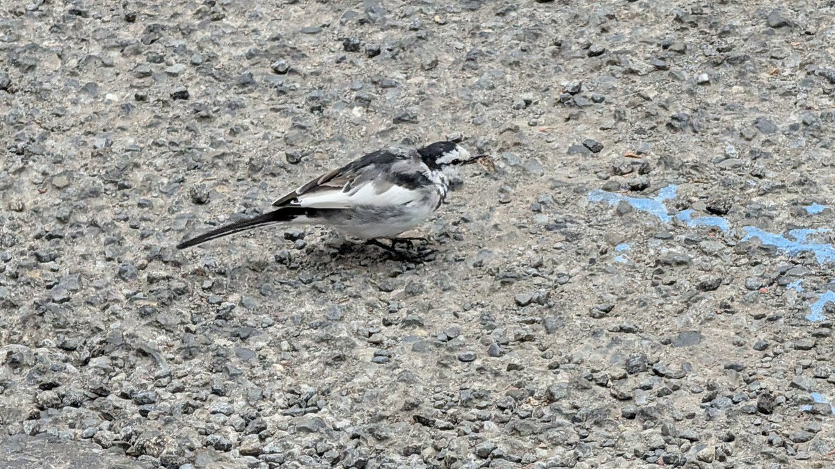 syohei's tweet photo. 甲州街道、明大前あたり。Googleレンズに尋ねたらハクセキレイという野鳥だって。最近、こういうのが多いな。 https://t.co/hWaVx79lK2