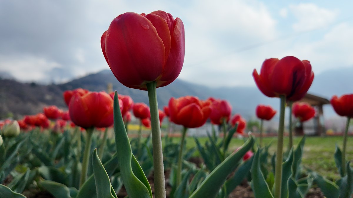 KashmirLife's tweet image. Kashmir: Tulips Bloom as Climate Concerns Grow

As the #TulipGarden in #Srinagar is set to open, concern about rising #temperature looms over the flowers, causing a shorter life span. Photos by #UmarDar