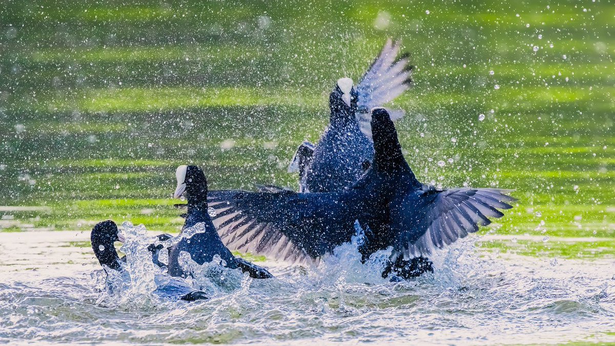 Steve Palmer tweet media