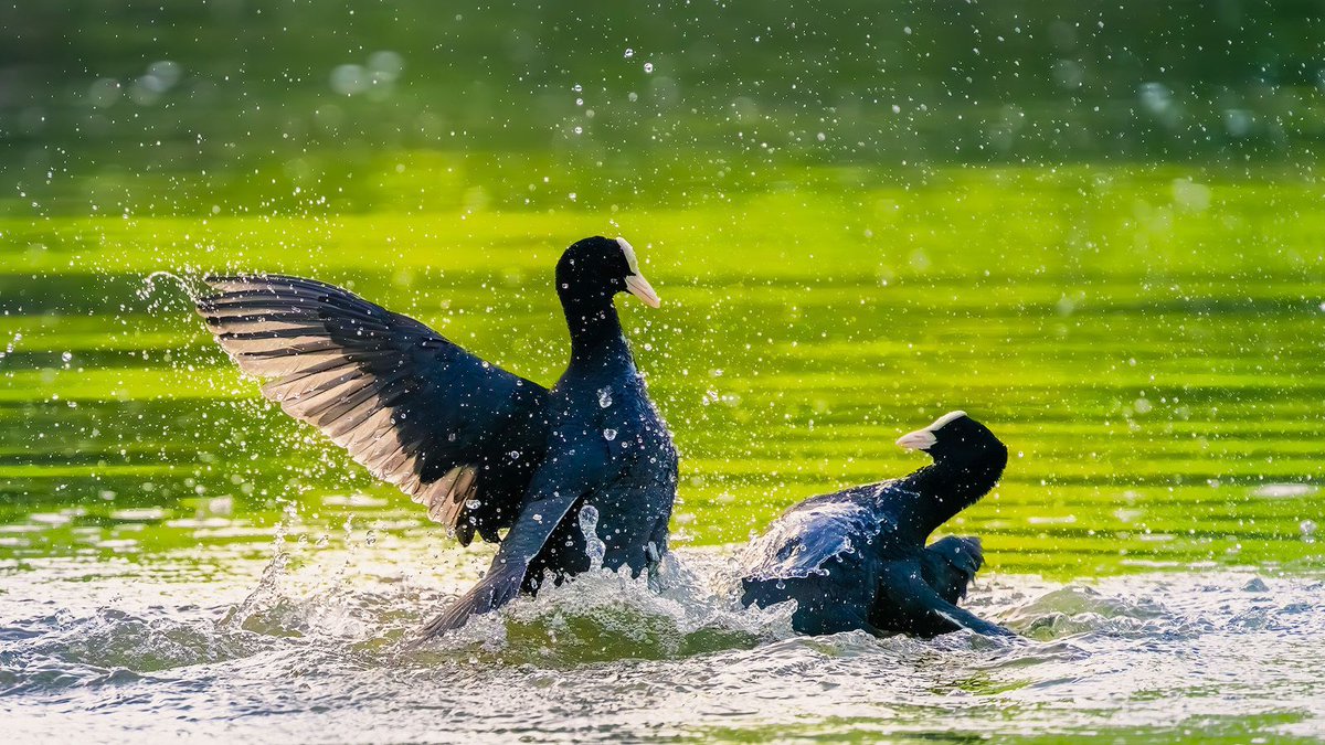 Steve Palmer tweet media