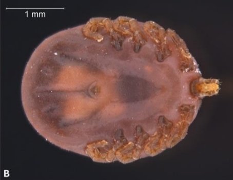 acarological_s's tweet photo. Amblyomma tholloni (Acari: Ixodida), a transcontinental exotic tick story in Panama
https://t.co/7KobArkxWs 
#acari #mite #acarology #ixodidae #panama https://t.co/rnyHQpQePi