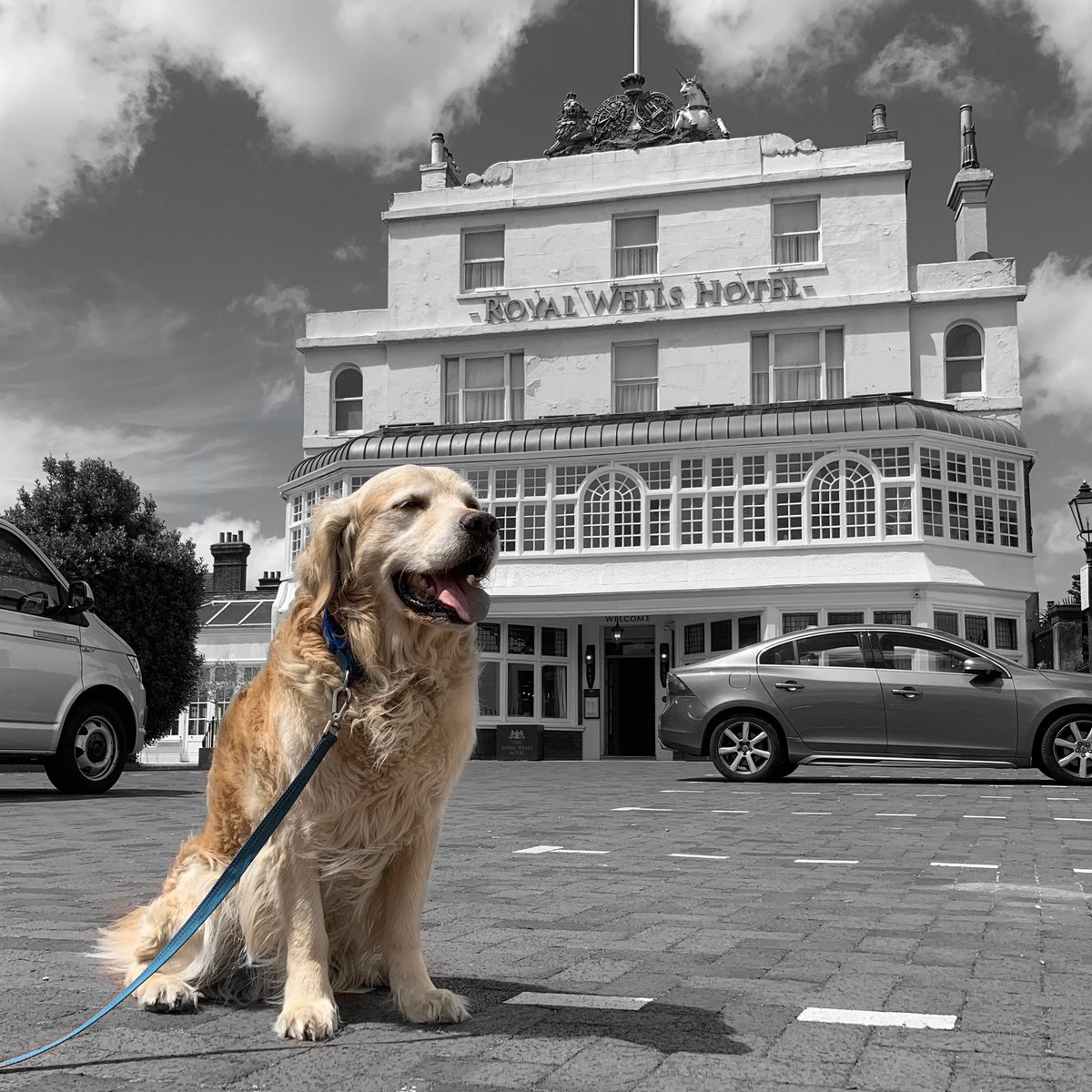 Pip the Golden Retriever 🌈 tweet media