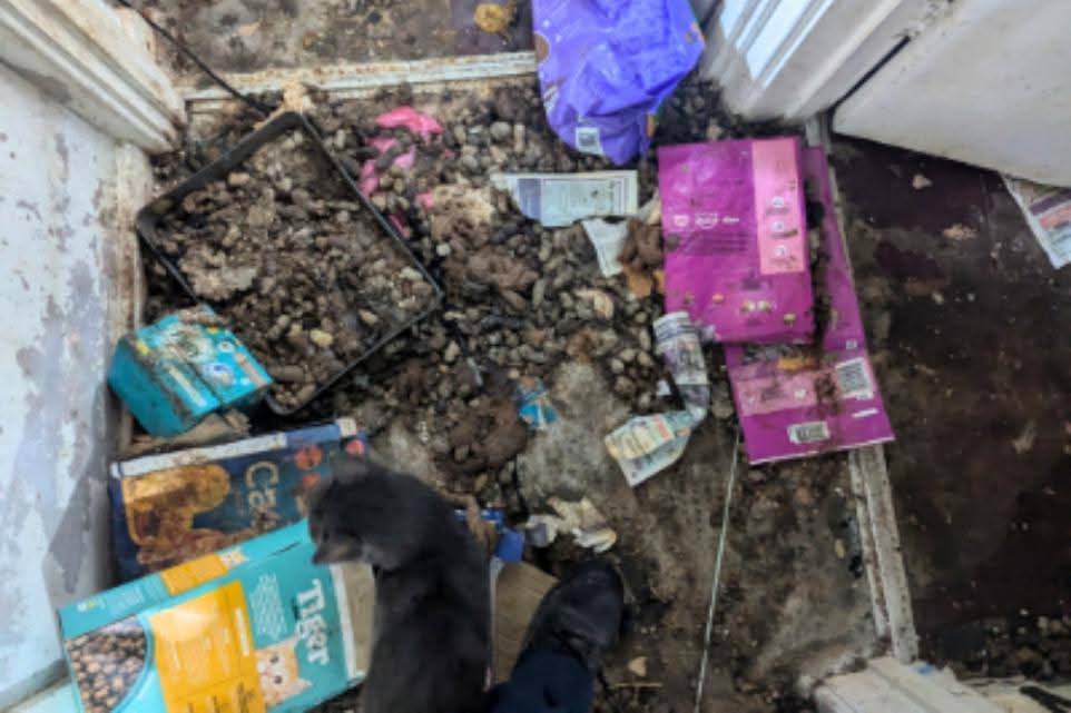 Steve Perkins tweet media