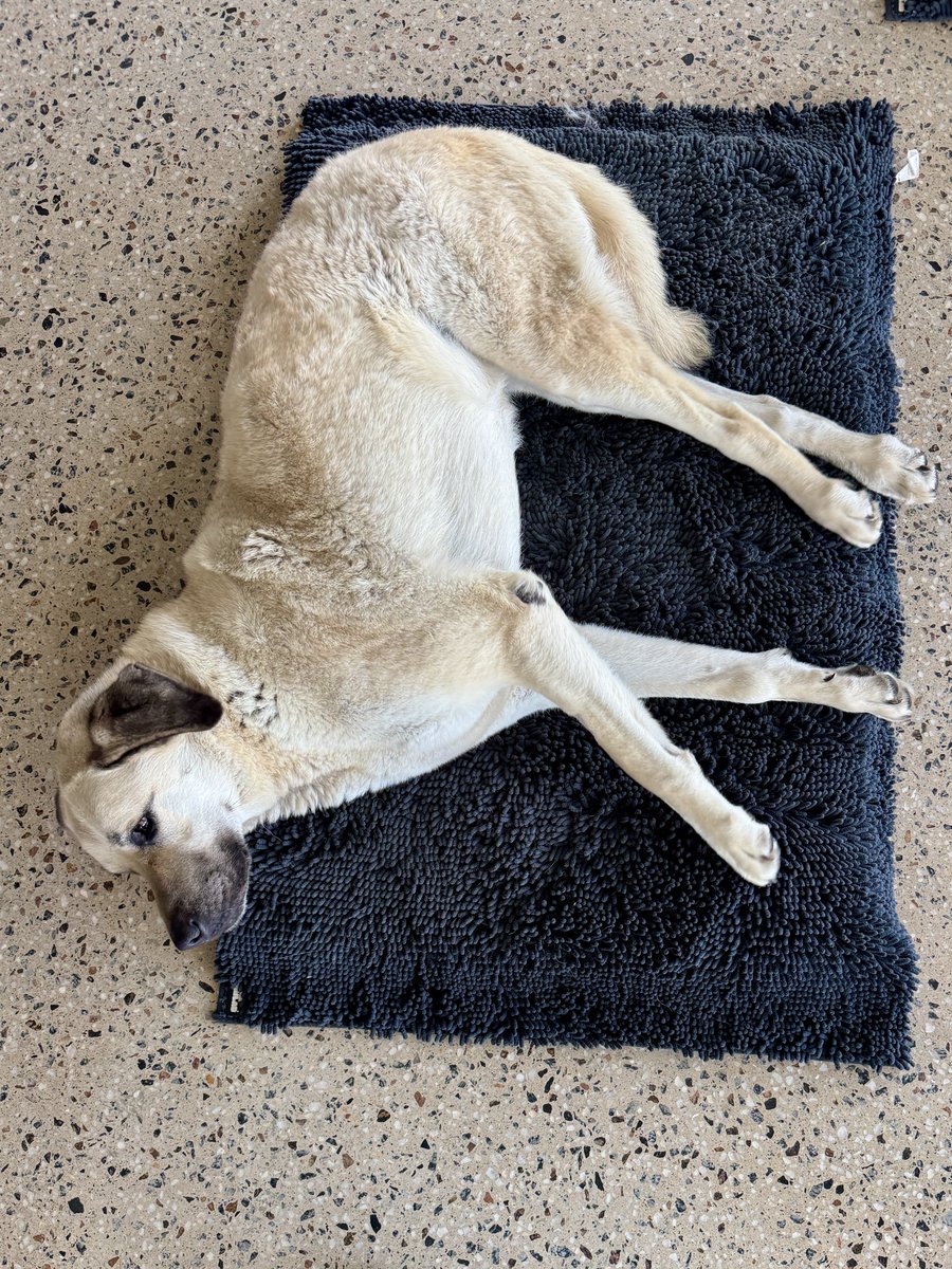 Calliss Clan (@callissclan.bsky.social) tweet media