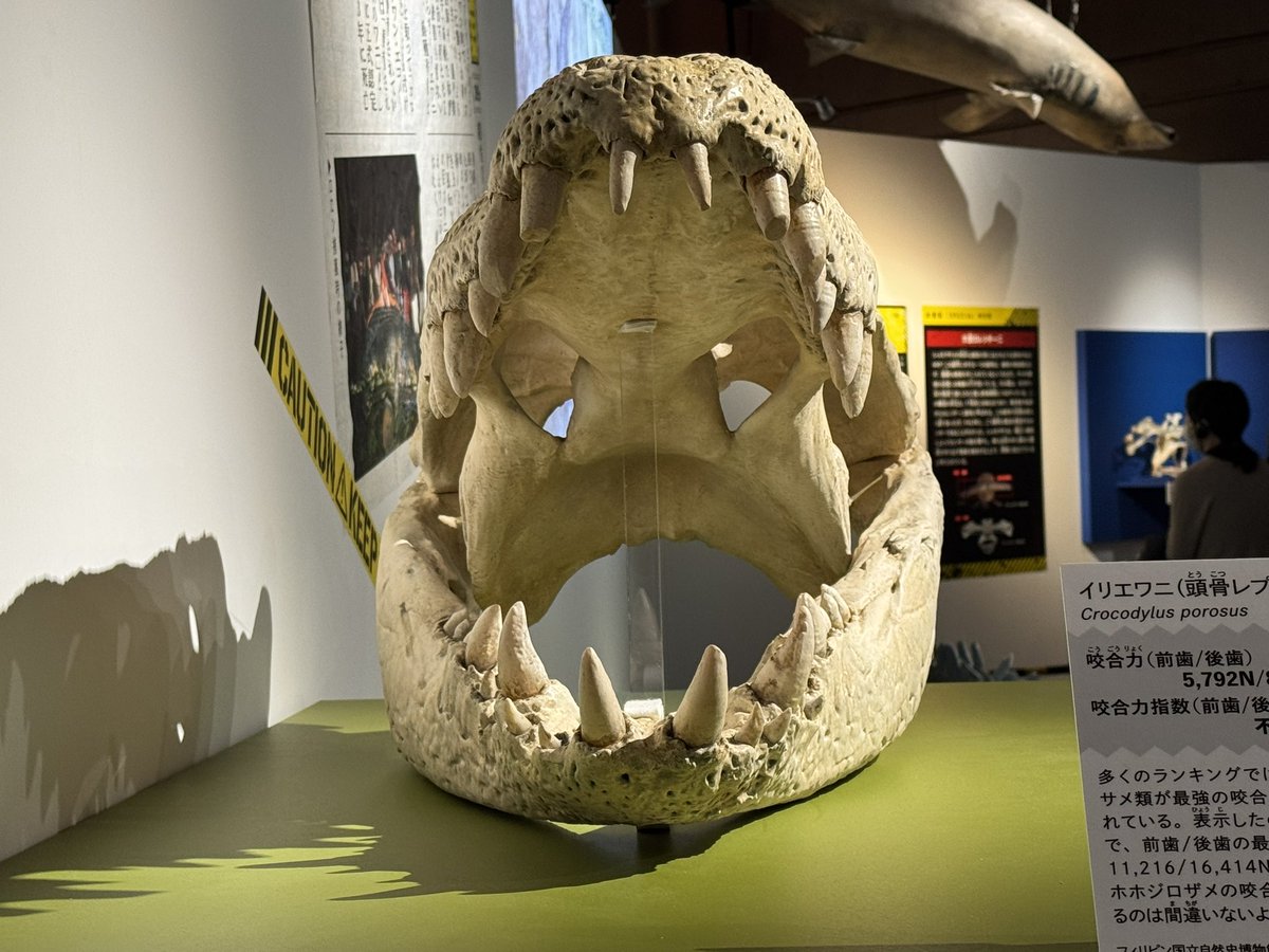 雨宮ひかる🐊京都個展~4/14 tweet media