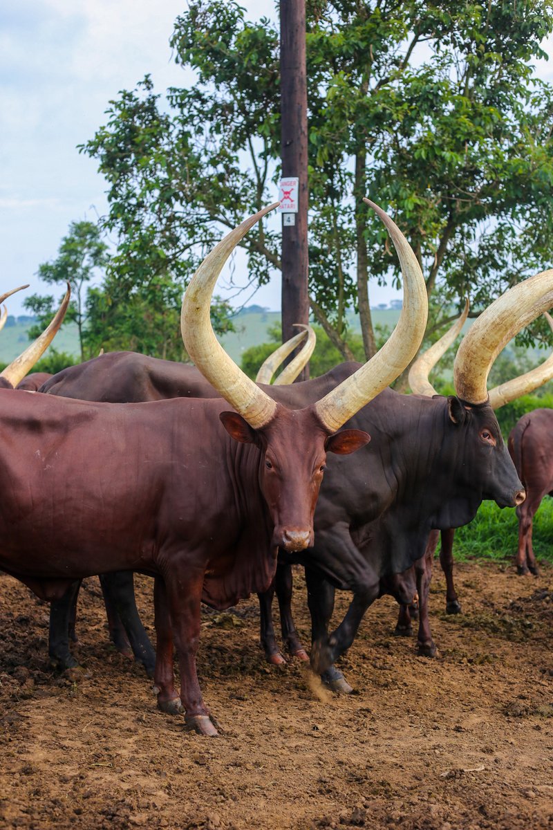 Emburara Farm Lodge tweet media