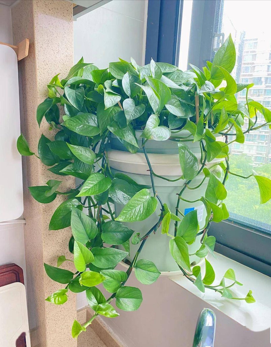 Canpunodiug Qauliry Assistant tweet media